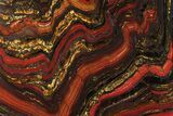 Polished Tiger Iron Stromatolite - ( Billion Years) #95909-1